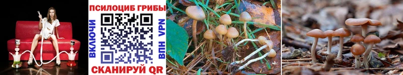 Псилоцибиновые грибы Psilocybe Тбилисская
